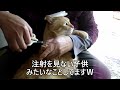 猫の頭にテープを貼ったら無抵抗になるらしいので、やってみたら…