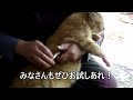 猫の頭にテープを貼ったら無抵抗になるらしいので、やってみたら…