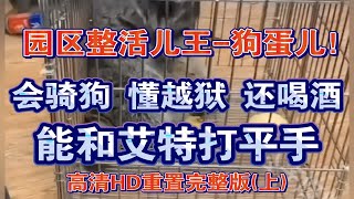 潘宏园区为什么有只小浣熊？！把肉墩子揍得哇哇叫！园区整活儿王！其乐无穷小浣熊-狗蛋儿！高清HD重置完整版(上)！