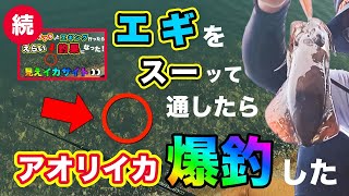 【エギング】続🔥スーって動かすだけ！？in京都舞鶴