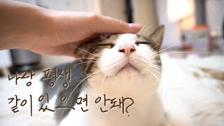 홍이는 애교 많은 고양이 , 고양이의 집사 집착, 우주 최강 애교쟁이  |홍이편