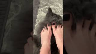 Barefoot ASMR gently petting my pussycat with my 💕🦶🏻#pettingcat #asmr #foot #cute #pedicure