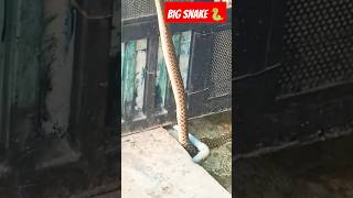 Big snake !!🐍🐍सांप  snake!! #snake  #shorts #ytshorts  # Creation NVV