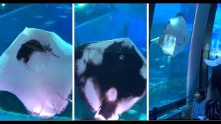 WOW - Stingray DEVOURS a Squid right in front of Aquarium visitors in Japan