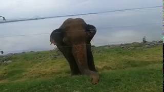 උඩවලවේ අලි කලබල  ජබුං අයියාට වෙච්ච වැඩේ /Elephant  attack in Sri  Lanka