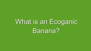 What is an Ecoganic Banana?