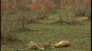 Gazelle Outsmarts a Cheetah and Hyena