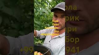 Очик кочатлари бор дастафка хизмати бор +998911130941