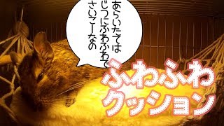 ふわふわのクッションの上で寝るデグー【デグー成長日記】