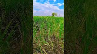 Musam Kamal ka hai #aziiivlogs #village #villagevlog #agriculture #trandingshort #ytshorts