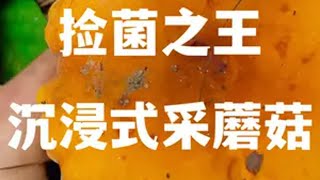 出发！！我要成为捡菌之王助眠 解压 沉浸式 采蘑菇 ASMR