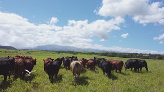 Maui Cattle Company: Pioneering Hybrid Beef Production in Hawaii