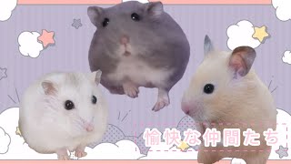 実家で飼っている3匹のハムスターを紹介します！