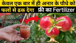 एक बार में ही अनार के पौधे को फलों से ढक देगा | best fertilizer for pomegranate tree | anar ka podha