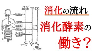 【生物】三大栄養素の消化の流れ！消化酵素の働き！【中2理科】