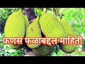 फणस(Phanas)||फणसाविषयी माहिती| फणस फळाची माहिती व फायदे|| What are the benefits of eating jackfruit?