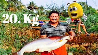 20Kg.. അടുത്ത് തൂക്കം വരുന്ന ഒരു കിടിലൻ കൂരി വാള.(ആസാം വാള ).CATCHING A GIANT RIVER MONSTER CATFISH.