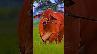 বিশ্বের সেরা দুইটা গরু 🔥🔥🐂🐂#cow #animals #shorts #short #shortsviral #foryou #2024