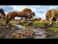 Beautiful Herd of Horses Running Free!