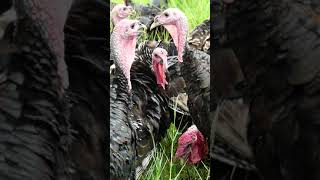 modern agriculture 2020, Incredible Poultry Farm, Poultry Farm, Poultry Farm Technology
