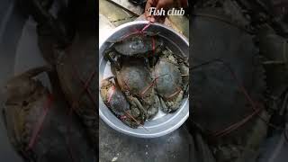 giant chilika crab ||ଆମ ଚିଲିକା କଙ୍କଡା