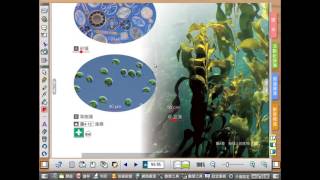 生物線上教室　康軒版　下冊4-2-2 原生生物界