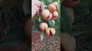 Nutmeg # Jathika #youtubeshorts #viral #viralvideo