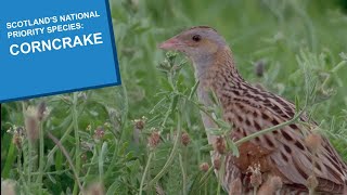 Scotland’s National Priority Species: Corncrake