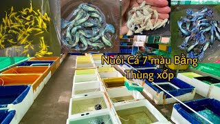 Nuôi Cá 7 Màu Đơn Giản Và Hiệu Quả, Chia sẽ Kinh Nghiệm Nuôi Cá 7 Màu Thuần Chủng