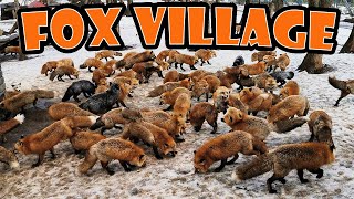 Japan Fox Village: RED, WHITE, \u0026 BLACK Foxes (Feeding Time) ! 4K