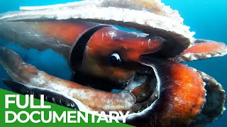 Wildlife Instincts | The Bizarre Underwater World of Noto Peninsula | Free Documentary Nature