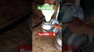 masha Allah❤👈🏻 pure milk🙂🥀one like plz😊#milk #pure #mashallah #viraltiktok #shorts #ytshorts