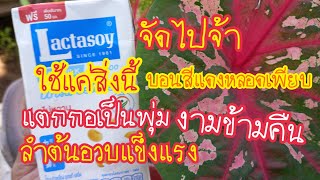 ตะลึงใช้แค่นี้!!!บอนสีแตกกอเป็นพุ่มแทงหลอดเพียบลำต้นอวบใหญ่ใบสีเข้มสะใจแม่วีchannel