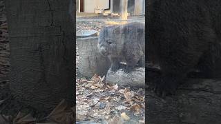 お庭をのんびり散歩するフクちゃん(五月山動物園 ウォンバット)