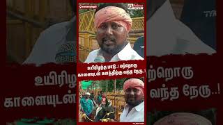 உயிரிழந்த மாடு..!! மற்றொரு காளையுடன் களத்திற்கு வந்த நேரு..! #shorts | #alanganallurjallikattu