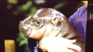 Baby Pygmy hippo, Libby on the Johnny Carson Show