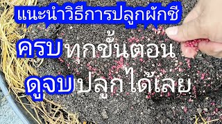 แนะนำวิธีการปลูกผักชี_ครบทุกขั้นตอน_ดูจบปลูกได้เลย | 22-4-66