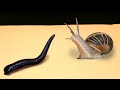 WHAT HAPPENS IF SNAIL SEES A LEECH? MEETING SNAIL and LEECH