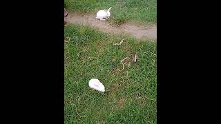 Rabbit grazing in the field #youtube #vlog #shortsvideo #youtubeshorts #video #viral #short #shorts