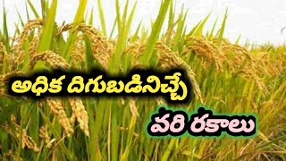 వరి అధిక దిగుబడి టాప్ 10 రకాలు/Top 10 varieties of paddy