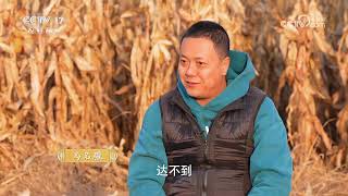 《共富经》 20241224 玉米地里有乾坤 | 农业致富经 Agriculture And Farming