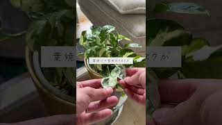 🍀観葉植物が元気に育つ　理想的な置き場所🍀【☘Life with Houseplant】8-18#shorts