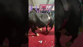 FIBBI CATTLE FARM GIANT BACHRA [DALFA CATTLE SHOW]