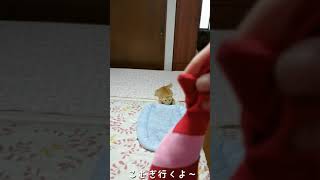 前転する茶トラ猫、こむぎ選手