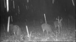 Late December Michigan Deer Hunting! Colby Get’s a GOOD ONE!