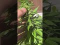 close to harvest 710 youtubeshorts fypシ゚viral hashhead 420blazeit