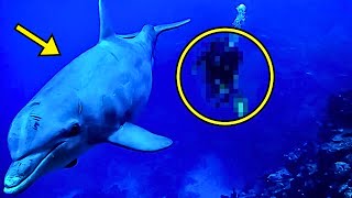 Diver Searches For Missing Man, Then Sees Wild Dolphin, Acting Strange Follows It, And This Happens