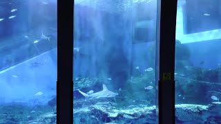 水族館にいる魚たち　八景島シーパラダイス