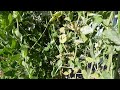 fungus on pea plants