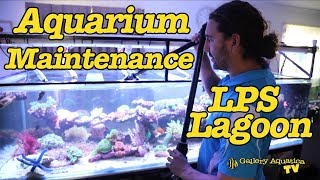 Aquarium Maintenance: LPS Lagoon --- Gallery Aquatica TV